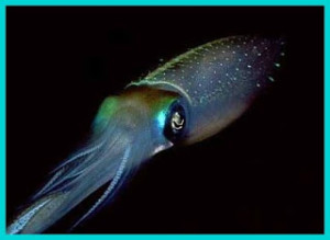 An iridescent squid
