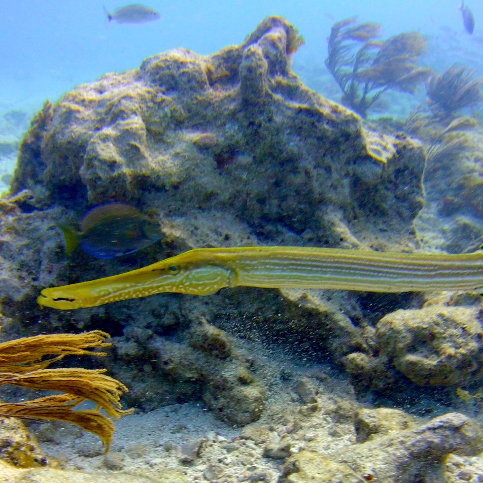 Trumpet Fish, Key Largo, 2018, SeaLife Micro